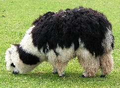 Alpaca - south American camelid producing fibre | Wild Fibres natural fibres