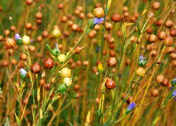 Flax- seed pods