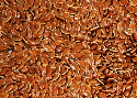 Buy flax seed for fibre flax