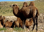 Bactrian camels of Asia | Wild Fibres natural fibres