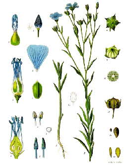 Flax in Khler's Medizinal-Pflanzen 1887