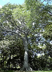 Kapok tree - source of kapok natural fibre