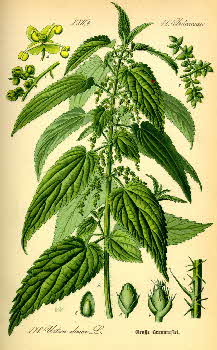 Common stinging nettle, Urtica dioica