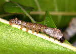 3rd instar Mulberry silkworm larva | Wild Fibres natural fibres