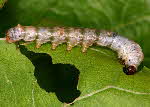 4th instar Mulberry silkworm larva | Wild Fibres natural fibres