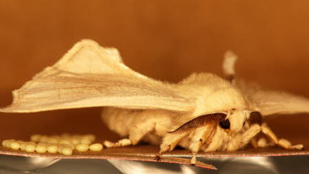 Female silk moth with eggs 
