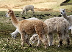 Alpacas & other South American camelids | Wild Fibres natural fibres
