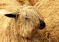Wensleydale sheep | Wild Fibres natural fibres
