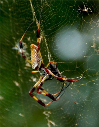 golden orb spider on web | Wild Fibres natural fibres