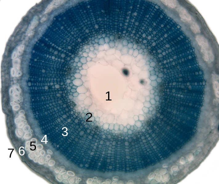 Cross-section of a flax stem