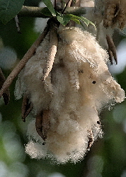 open kapok pod showing seeds and natural kapok fibre