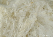 Carded cocoon strippings | Wild Fibres natural fibres