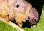5th instar Mulberry silkworm larva feeding on mulberry | Wild Fibres natural fibres