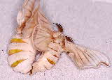 Mulberry silkmoths mating side-by-side | Wild Fibres natural fibres