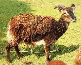 Soay sheep | Wild Fibres natural fibres