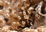 Wensleydale fleece wool fibre