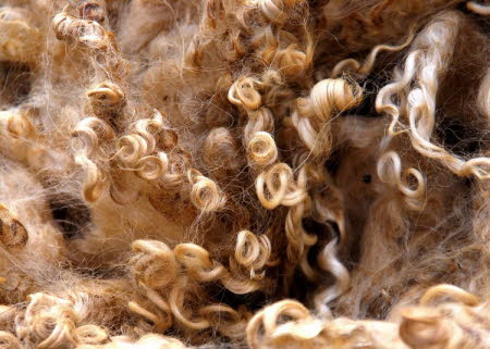 Wensleydale fleece wool fibre