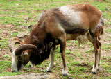 Mouflon ram