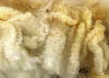 Huacaya alpaca clip