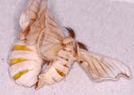 Mulberry silkmoths mating 