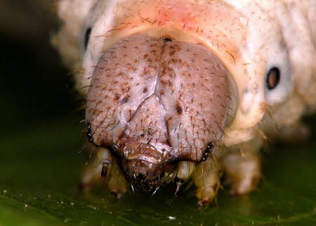 Silkworm larva head